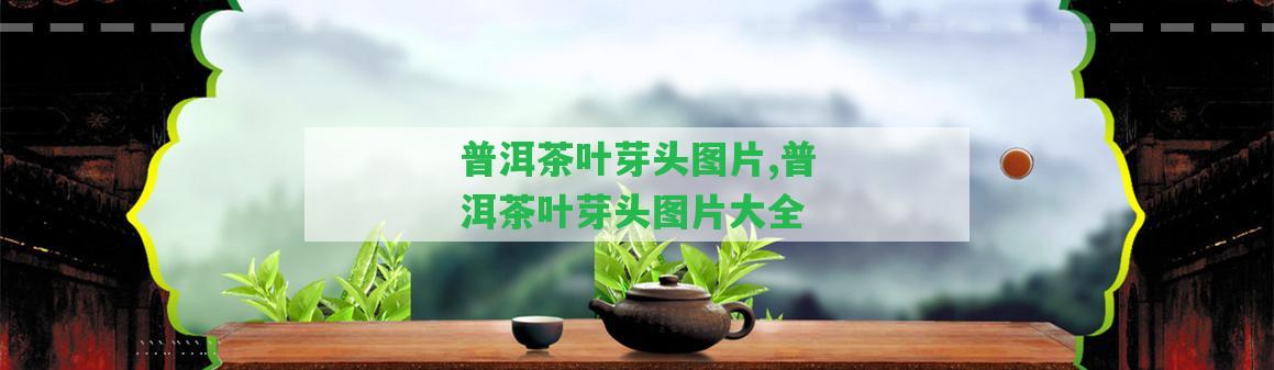 普洱茶葉芽頭圖片,普洱茶葉芽頭圖片大全