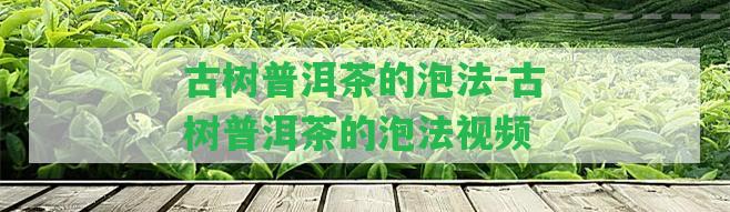 古樹普洱茶的泡法-古樹普洱茶的泡法視頻