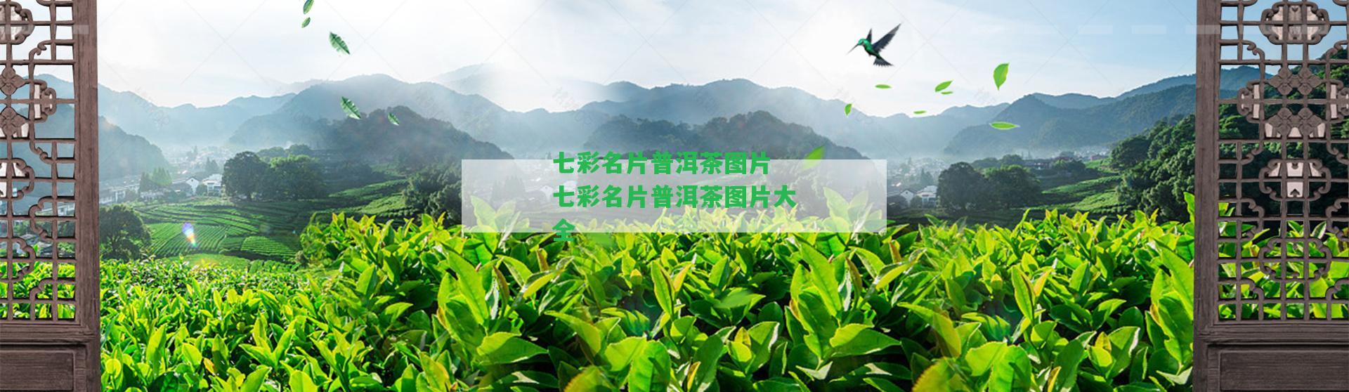 七彩名片普洱茶圖片 七彩名片普洱茶圖片大全