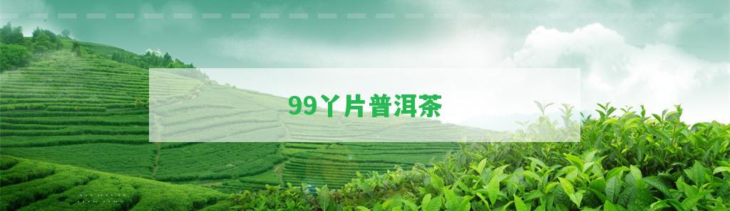 99丫片普洱茶