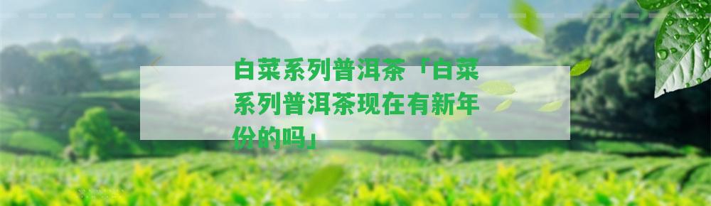 白菜系列普洱茶「白菜系列普洱茶現(xiàn)在有新年份的嗎」