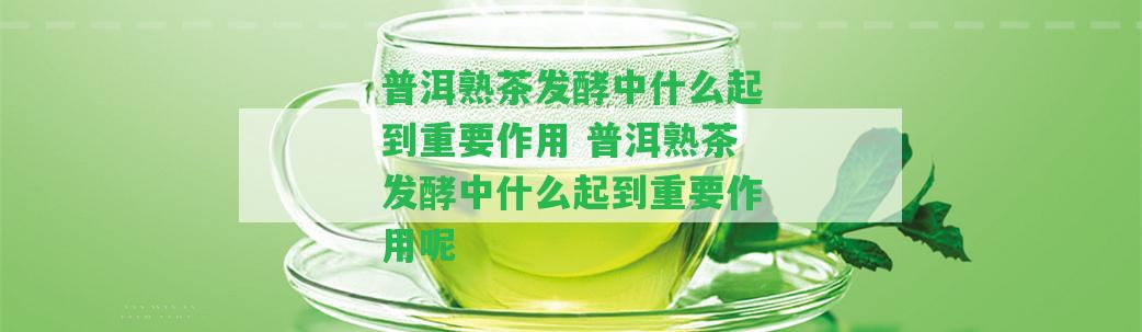 普洱熟茶發(fā)酵中什么起到關(guān)鍵作用 普洱熟茶發(fā)酵中什么起到關(guān)鍵作用呢