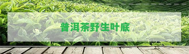 普洱茶野生葉底