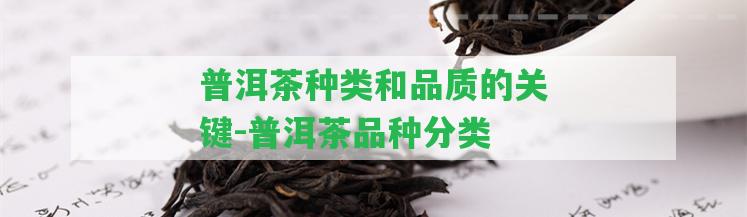 普洱茶種類和品質(zhì)的關(guān)鍵-普洱茶品種分類