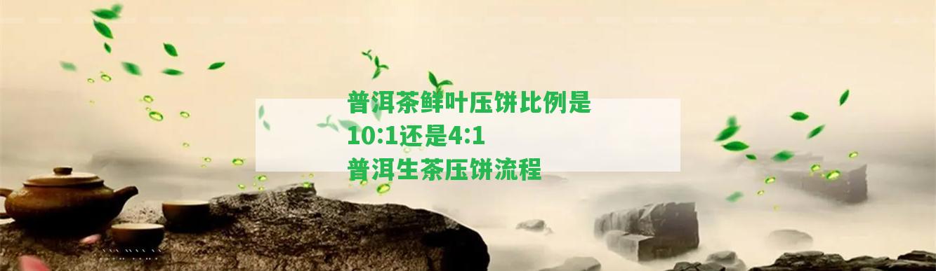 普洱茶鮮葉壓餅比例是10:1還是4:1 普洱生茶壓餅流程