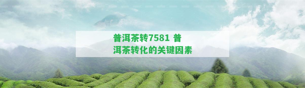 普洱茶轉(zhuǎn)7581 普洱茶轉(zhuǎn)化的關(guān)鍵因素