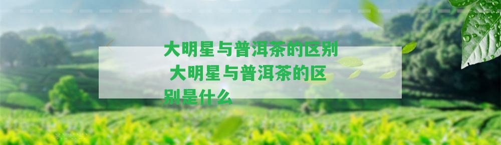 大明星與普洱茶的區(qū)別 大明星與普洱茶的區(qū)別是什么