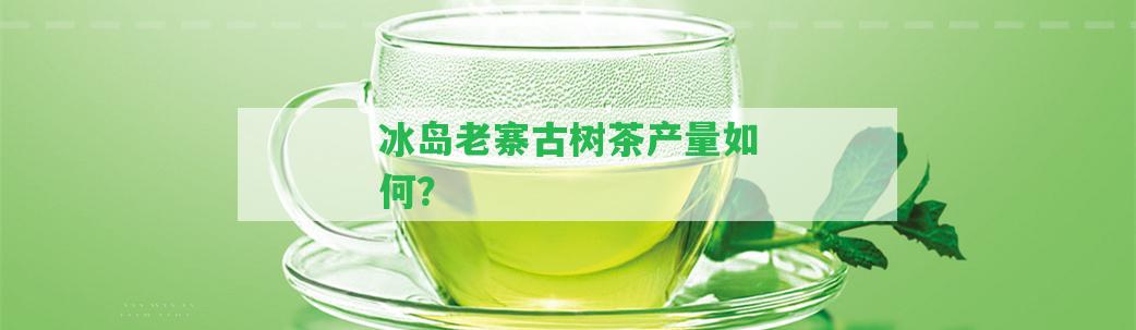 冰島老寨古樹(shù)茶產(chǎn)量怎樣？