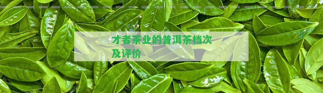 才者茶業(yè)的普洱茶檔次及評價