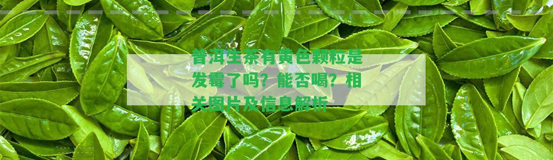 普洱生茶有黃色顆粒是發(fā)霉了嗎？能否喝？相關(guān)圖片及信息解析