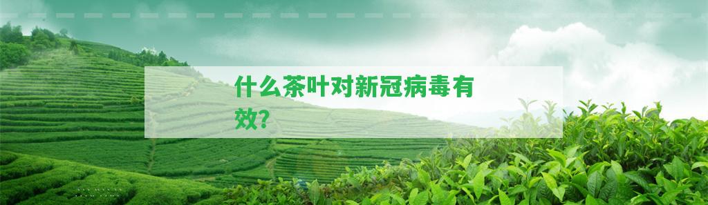 什么茶葉對(duì)新冠病毒有效？