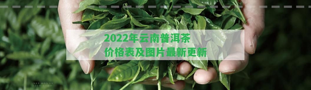 2022年云南普洱茶價格表及圖片最新更新