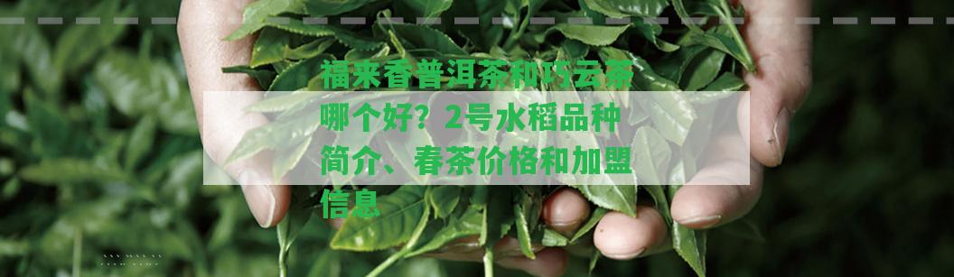 福來香普洱茶和巧云茶哪個好？2號水稻品種簡介、春茶價格和加盟信息