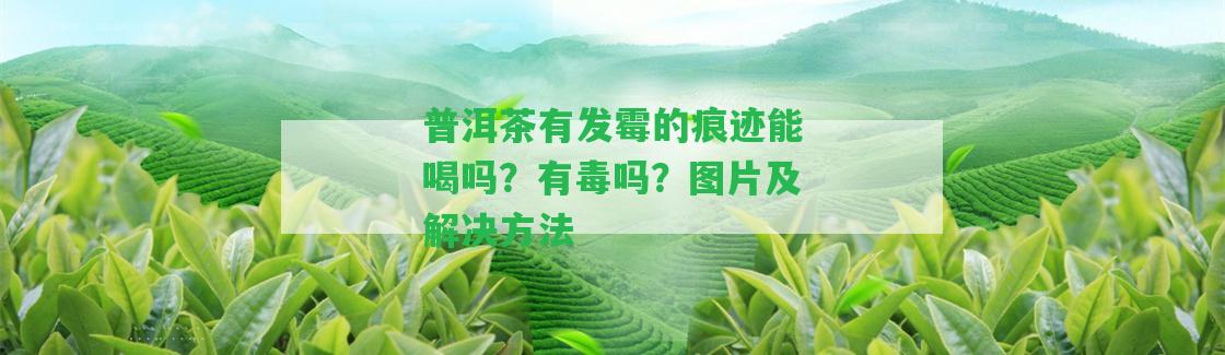 普洱茶有發(fā)霉的痕跡能喝嗎？有毒嗎？圖片及解決方法