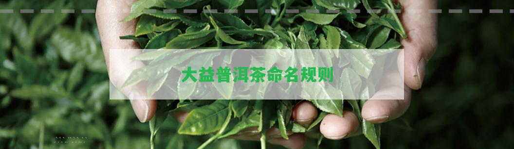 大益普洱茶命名規(guī)則