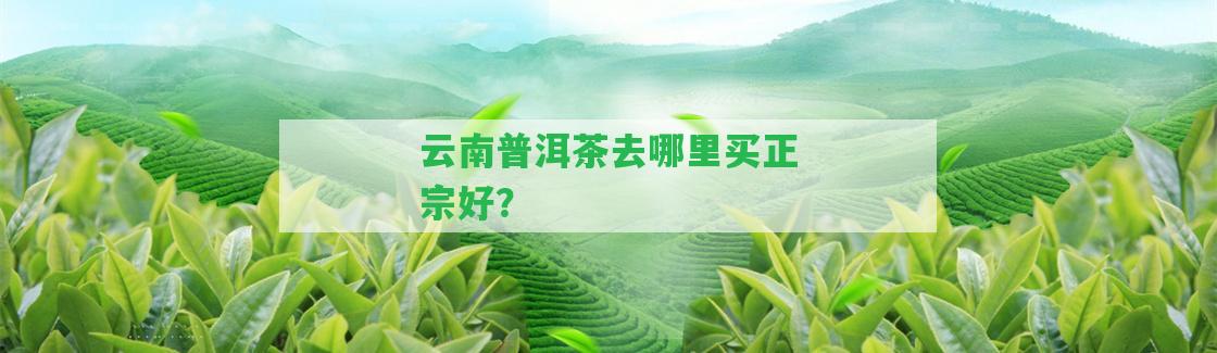 云南普洱茶去哪里買(mǎi)正宗好？