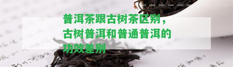 普洱茶跟古樹(shù)茶區(qū)別，古樹(shù)普洱和普通普洱的功效差別