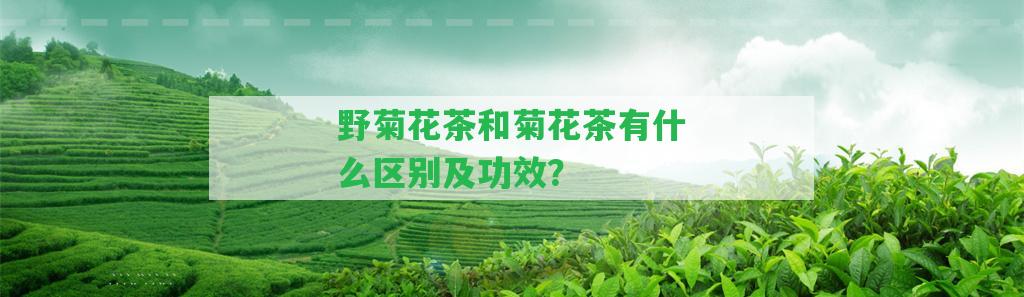 野菊花茶和菊花茶有什么區(qū)別及功效？