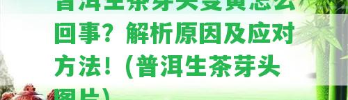 普洱生茶芽頭變黃怎么回事？解析起因及應(yīng)對方法！(普洱生茶芽頭圖片)