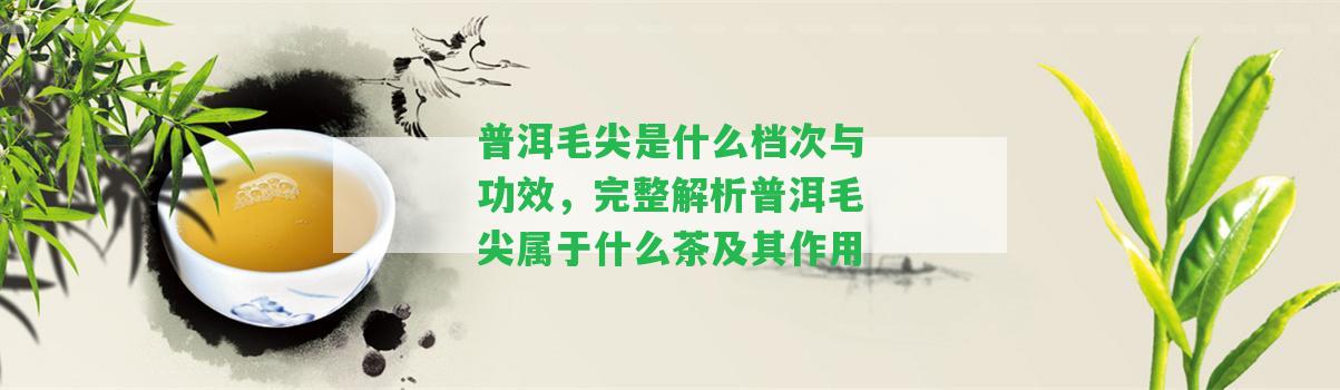 普洱毛尖是什么檔次與功效，完整解析普洱毛尖屬于什么茶及其作用