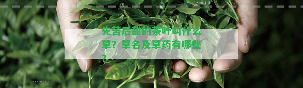 先苦后甜的茶葉叫什么草？草名及草藥有哪些？