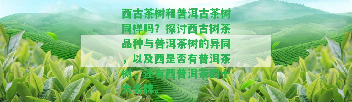 西古茶樹和普洱古茶樹同樣嗎？探討西古樹茶品種與普洱茶樹的異同，以及西是不是有普洱茶樹，還有西普洱茶的十大名牌。