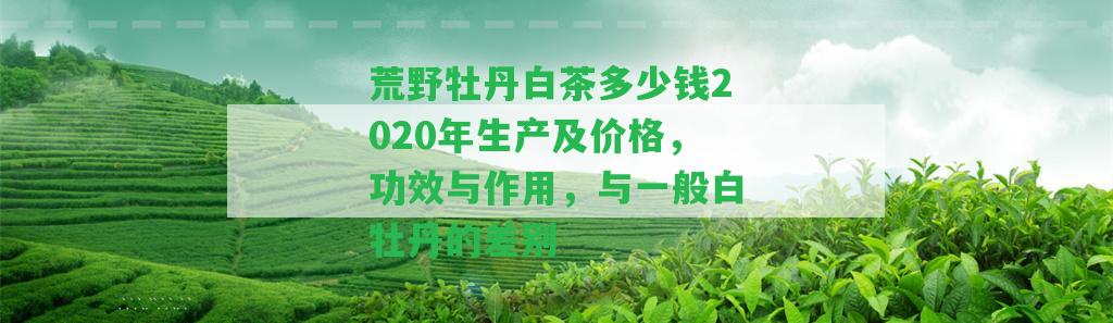 荒野牡丹白茶多少錢2020年生產(chǎn)及價(jià)格，功效與作用，與一般白牡丹的差別