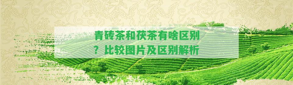 青磚茶和茯茶有啥區(qū)別？比較圖片及區(qū)別解析