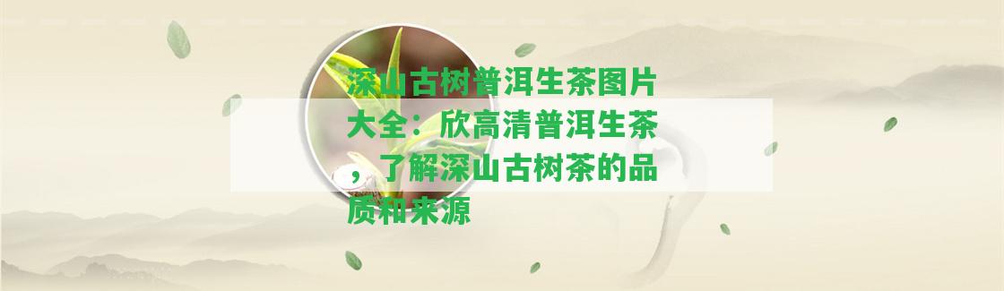 深山古樹普洱生茶圖片大全：欣高清普洱生茶，熟悉深山古樹茶的品質(zhì)和來源