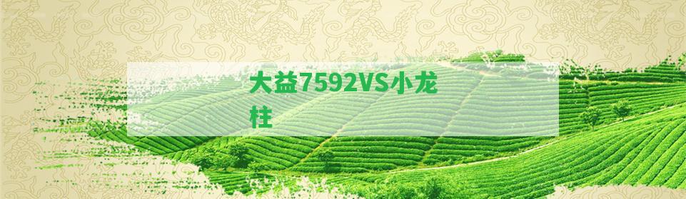 大益7592VS小龍柱