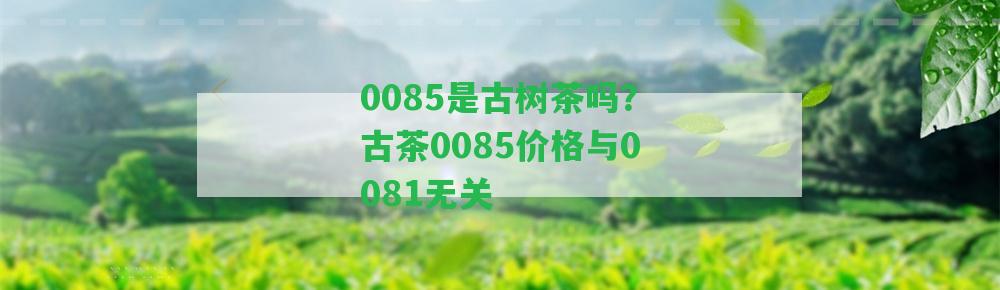 0085是古樹茶嗎？古茶0085價格與0081無關(guān)