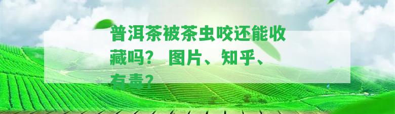 普洱茶被茶蟲咬還能收藏嗎？ 圖片、知乎、有毒？