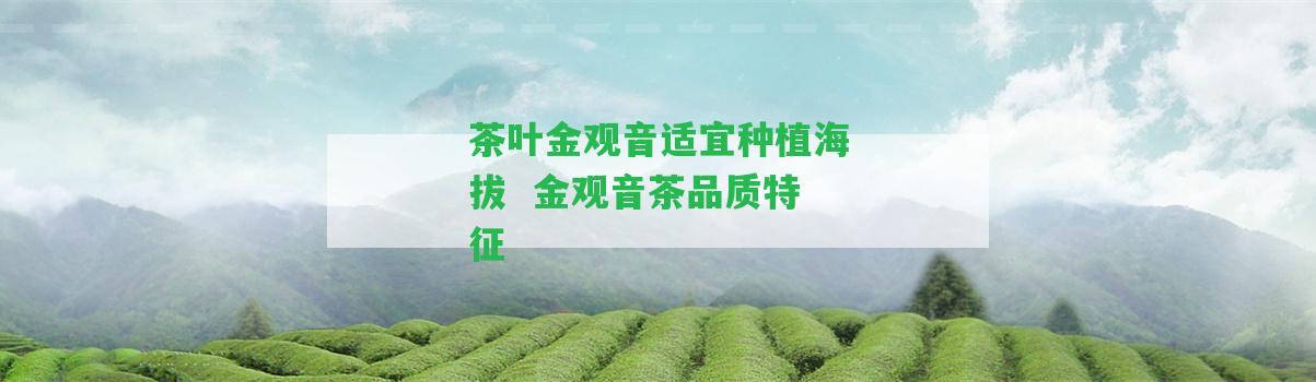 茶葉金觀音適宜種植海拔  金觀音茶品質(zhì)特征