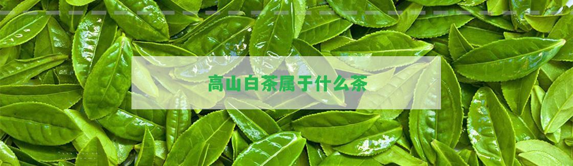 高山白茶屬于什么茶