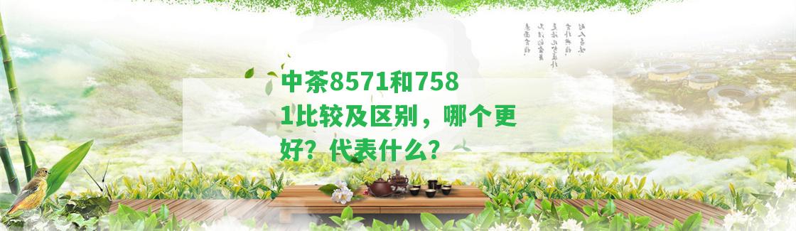 中茶8571和7581比較及區(qū)別，哪個(gè)更好？代表什么？