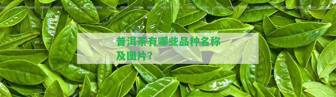 普洱茶有哪些品種名稱及圖片？