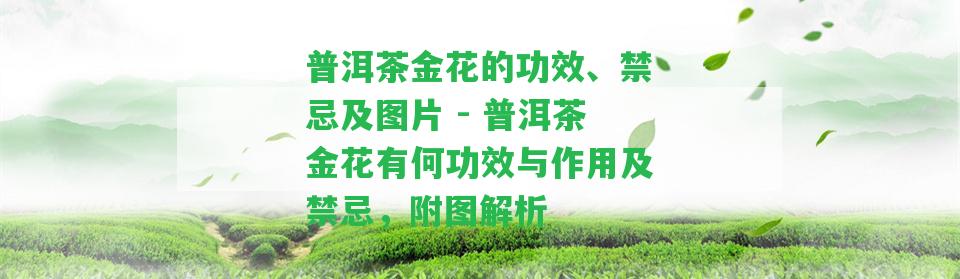 普洱茶金花的功效、禁忌及圖片 - 普洱茶金花有何功效與作用及禁忌，附圖解析