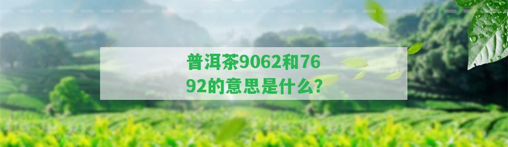 普洱茶9062和7692的意思是什么？