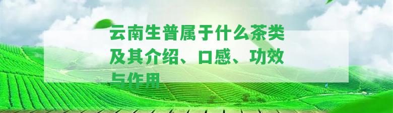 云南生普屬于什么茶類及其介紹、口感、功效與作用