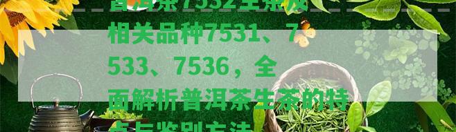 普洱茶7532生茶及相關(guān)品種7531、7533、7536，全面解析普洱茶生茶的特點(diǎn)與鑒別方法