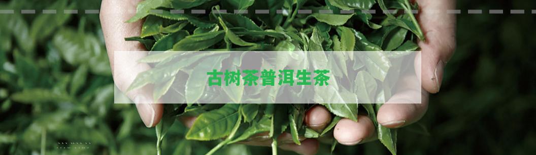 古樹茶普洱生茶