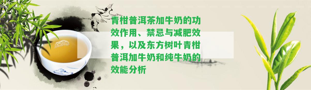 青柑普洱茶加牛奶的功效作用、禁忌與減肥效果，以及東方樹葉青柑普洱加牛奶和純牛奶的效能分析