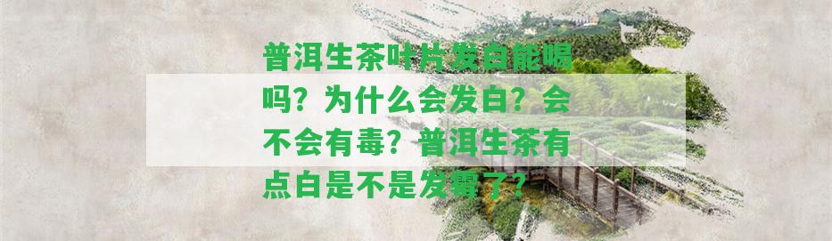 普洱生茶葉片發(fā)白能喝嗎？為什么會發(fā)白？會不會有毒？普洱生茶有點白是不是發(fā)霉了？