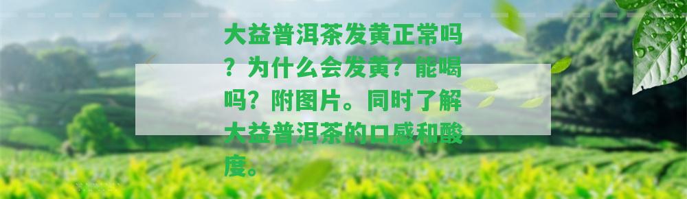 大益普洱茶發(fā)黃正常嗎？為什么會發(fā)黃？能喝嗎？附圖片。同時熟悉大益普洱茶的口感和酸度。