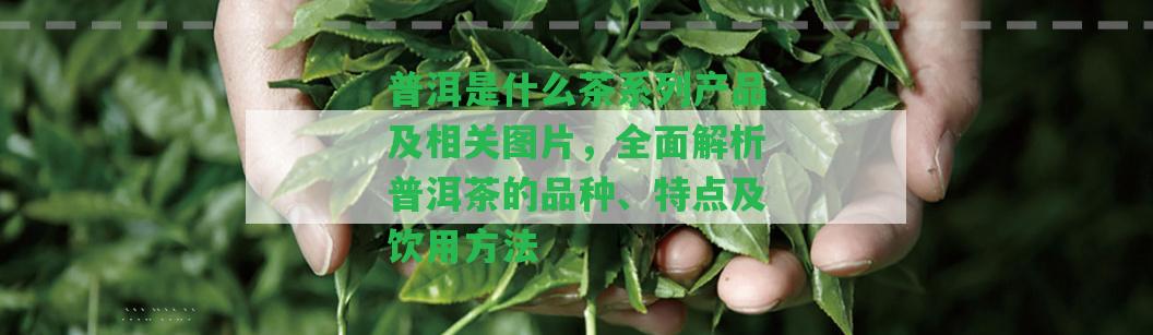 普洱是什么茶系列產(chǎn)品及相關(guān)圖片，全面解析普洱茶的品種、特點及飲用方法