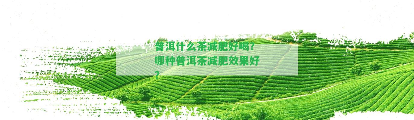 普洱什么茶減肥好喝？哪種普洱茶減肥效果好？