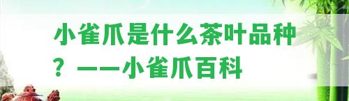 小雀爪是什么茶葉品種？——小雀爪百科