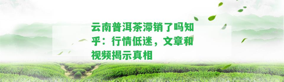 云南普洱茶滯銷了嗎知乎：行情低迷，文章和視頻揭示真相