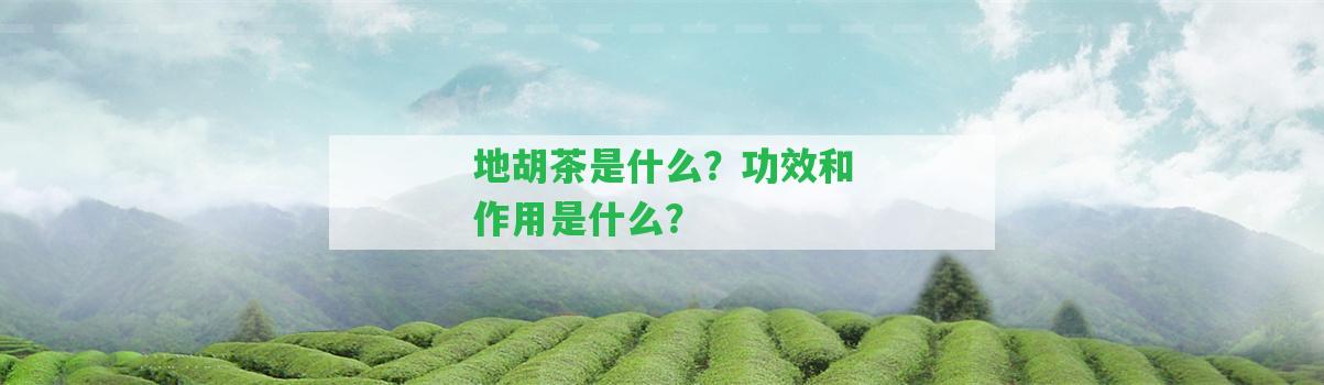 地胡茶是什么？功效和作用是什么？