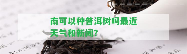 南可以種普洱樹(shù)嗎最近天氣和新聞？